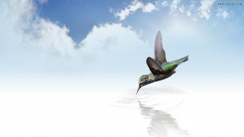 可爱的蜂鸟图片