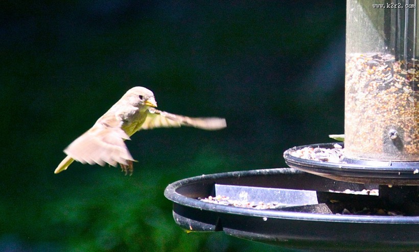 可爱的蜂鸟图片