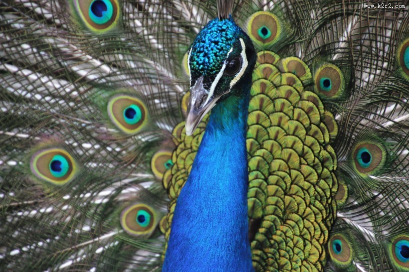 开屏的美丽孔雀图片