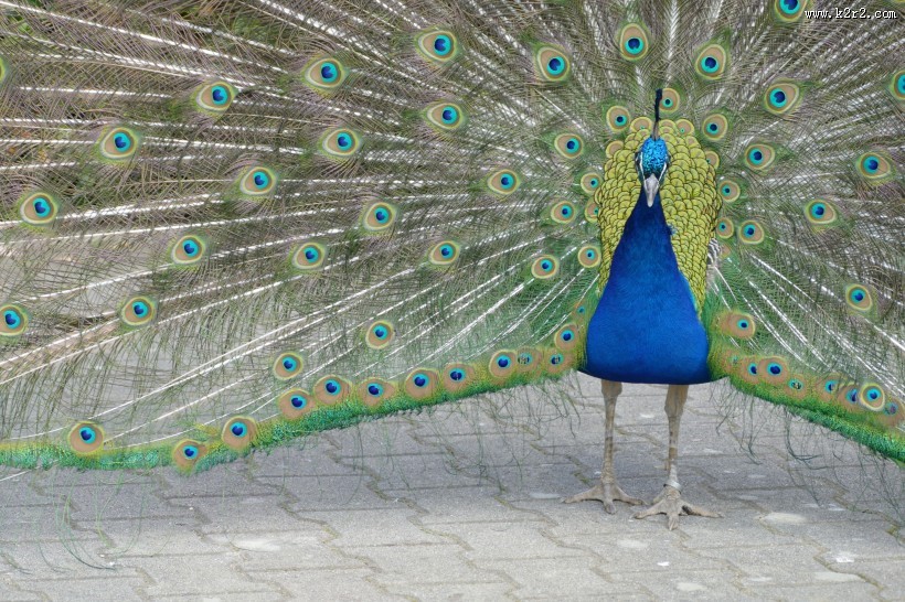 开屏的美丽孔雀图片