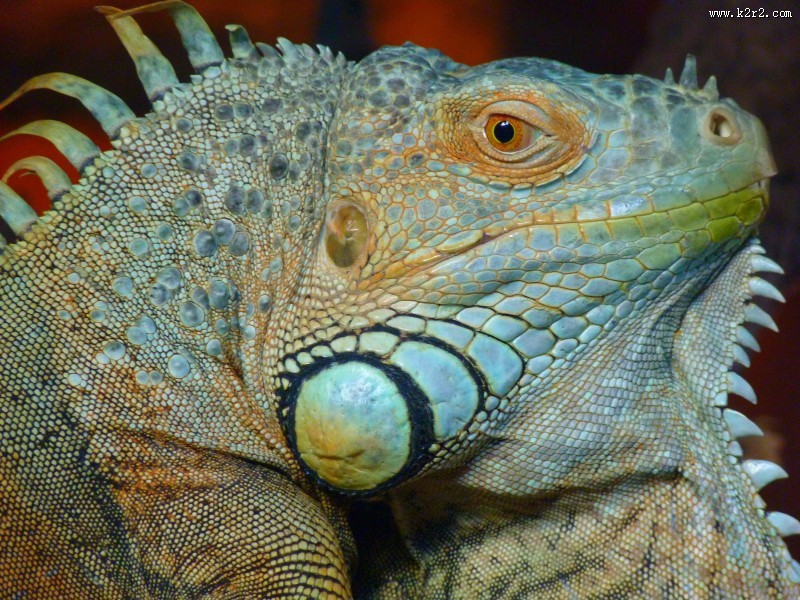 敏捷的蜥蜴图片