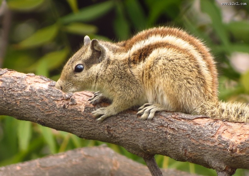 可爱的松鼠图片大全