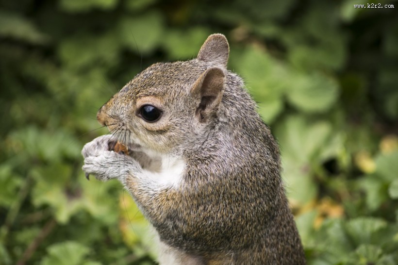 可爱的松鼠图片大全