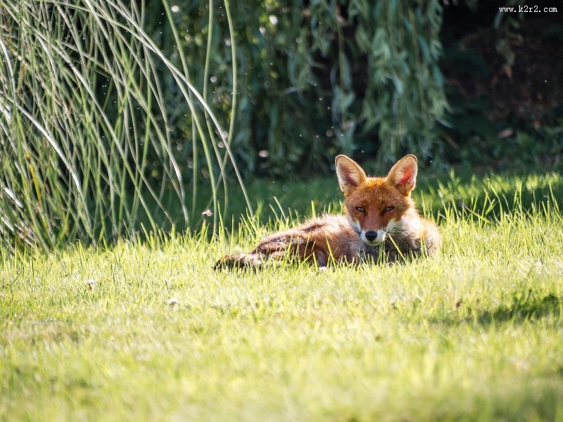 好看的狐狸图片大全