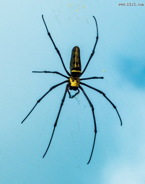 形态各异的蜘蛛图片