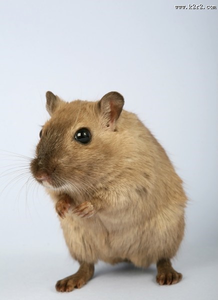 可爱的小老鼠图片大全