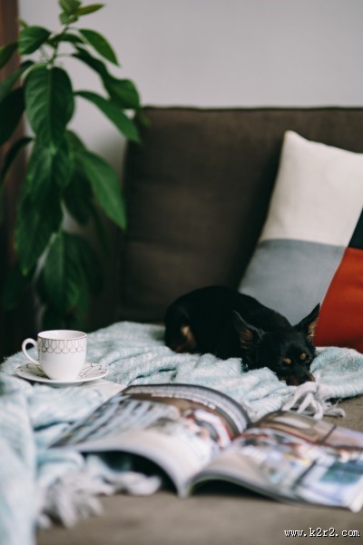 沙发上的杂志和小狗的图片大全
