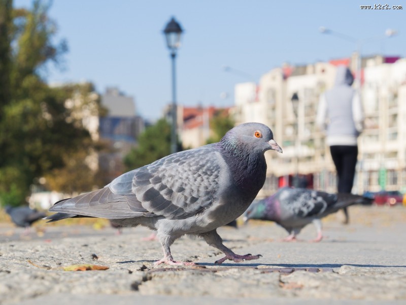 灰色的鸽子图片