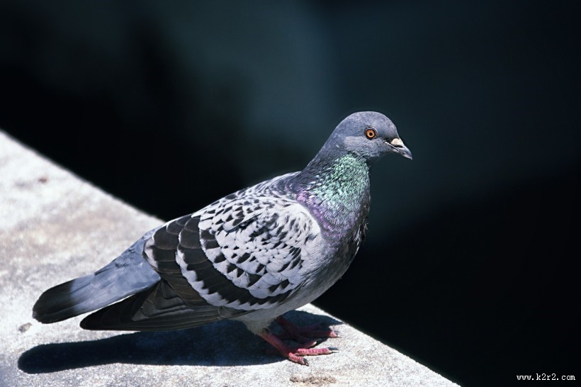 灰色的鸽子图片