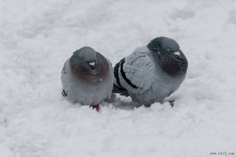 灰色的鸽子图片