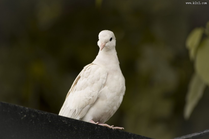 白色的鸽子图片