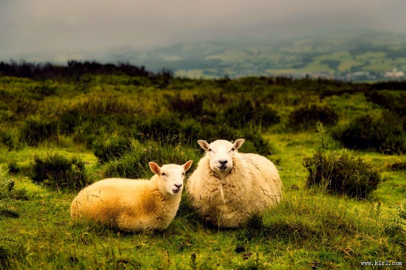 呆萌的绵羊图片大全