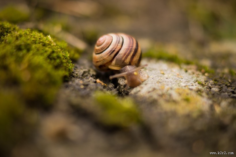 爬行缓慢的蜗牛图片