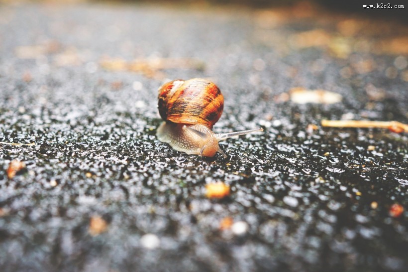 爬行缓慢的蜗牛图片