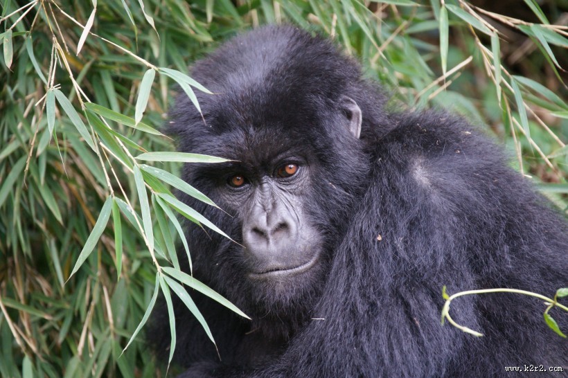 可爱的大猩猩图片