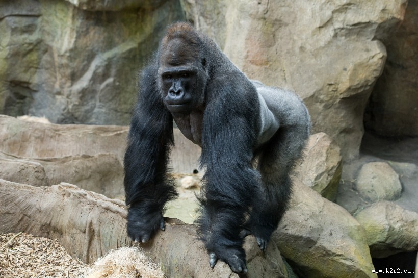 可爱的大猩猩图片