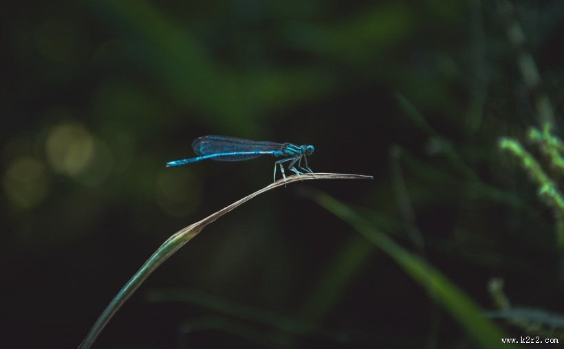 停歇的蜻蜓图片