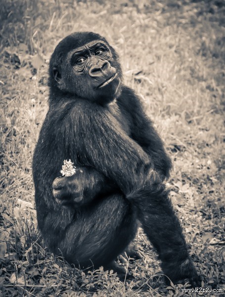 呆萌的大猩猩图片
