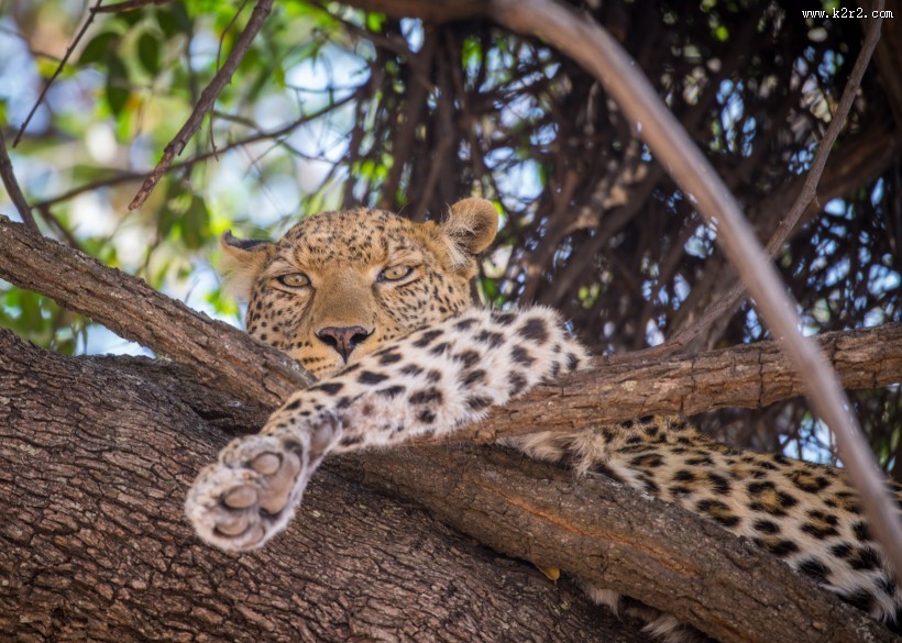 趴着的金钱豹图片