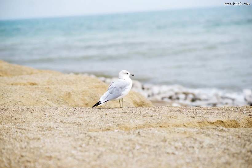 可爱的海鸥图片大全