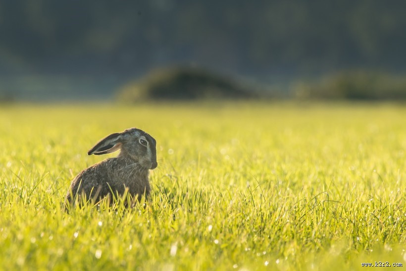 可爱的兔子图片