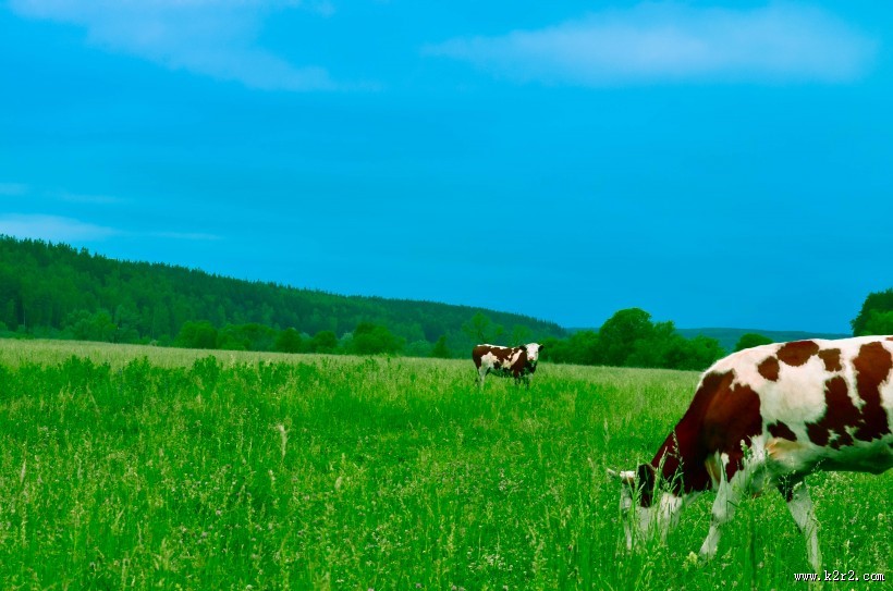 好看的奶牛图片