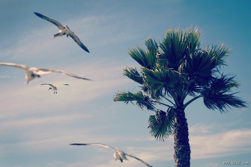 飞翔的海鸥图片大全