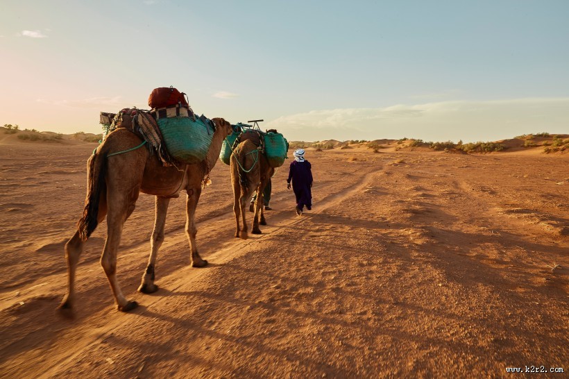 荒漠中的骆驼图片