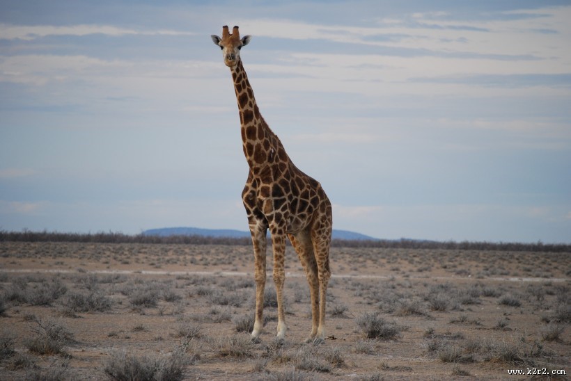 高大的长颈鹿图片大全