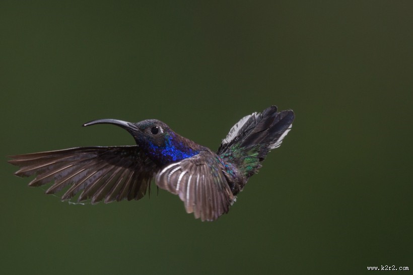 身体娇小的蜂鸟图片大全