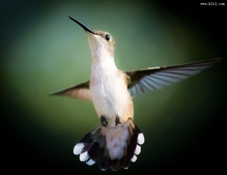 身体娇小的蜂鸟图片大全