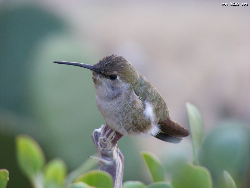 身体娇小的蜂鸟图片大全