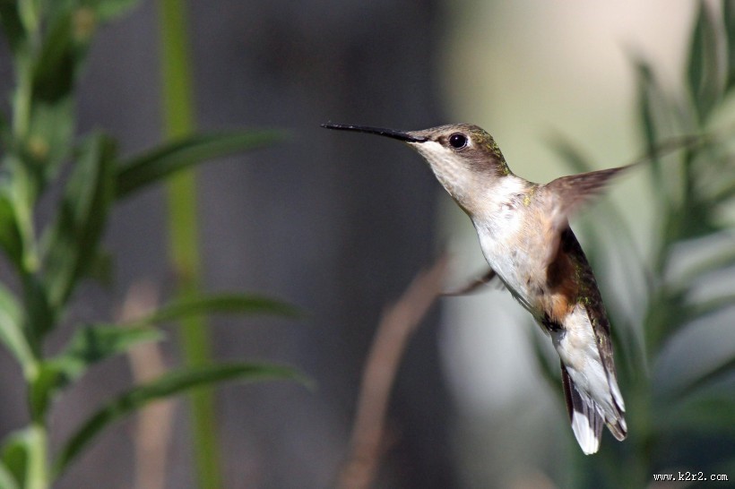 身体娇小的蜂鸟图片大全