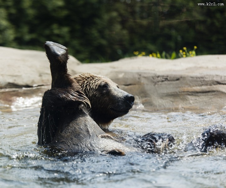 体型庞大的棕熊图片大全