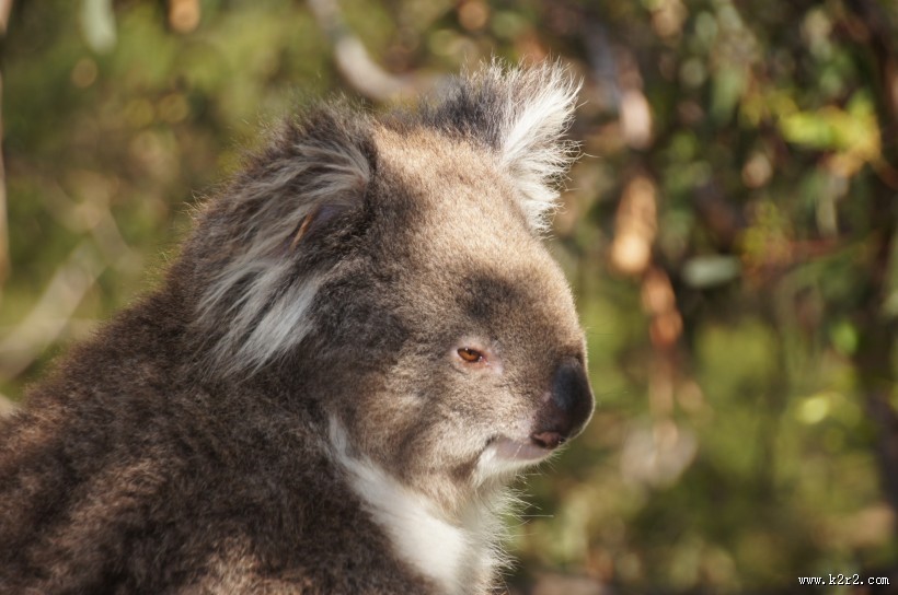 可爱的考拉图片大全