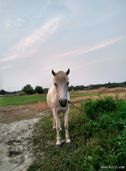 白色的马图片
