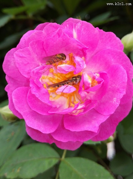 花朵上的小蜜蜂图片