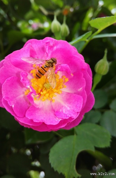 花朵上的小蜜蜂图片