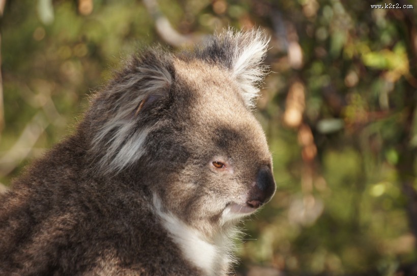 可爱的考拉图片
