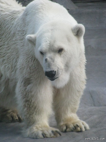 可爱的北极熊图片大全