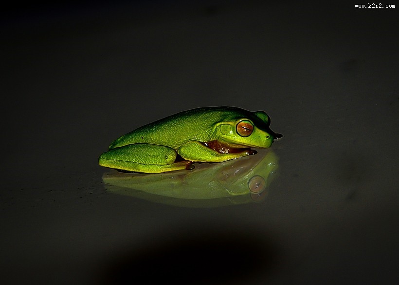 形态各异的青蛙图片