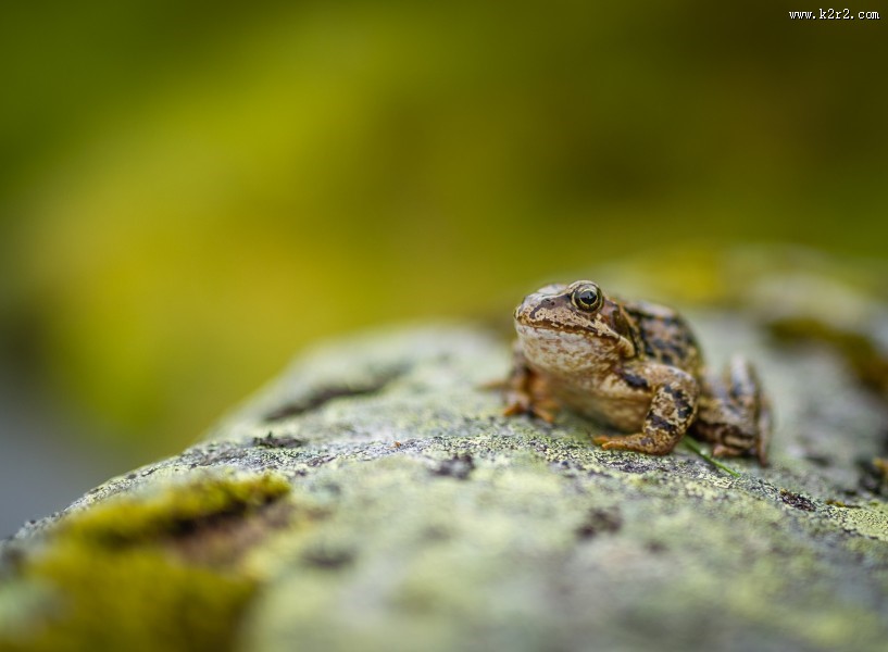 形态各异的青蛙图片