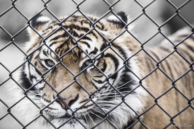 凶猛的老虎图片大全