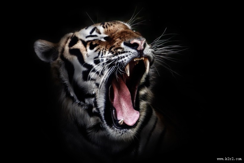 凶猛的老虎图片大全