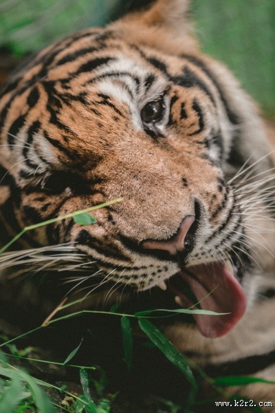 凶猛的老虎图片大全