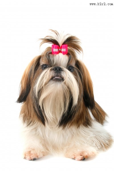 毛绒绒的西施犬图片