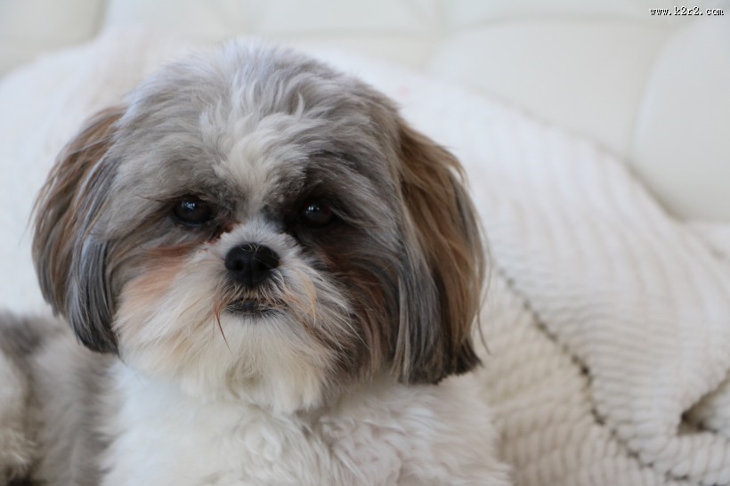 毛绒绒的西施犬图片