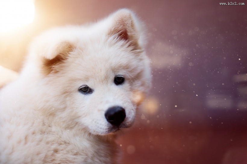 可爱的萨摩耶图片大全