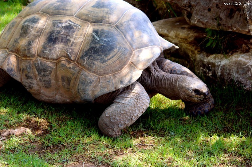 爬行的乌龟图片