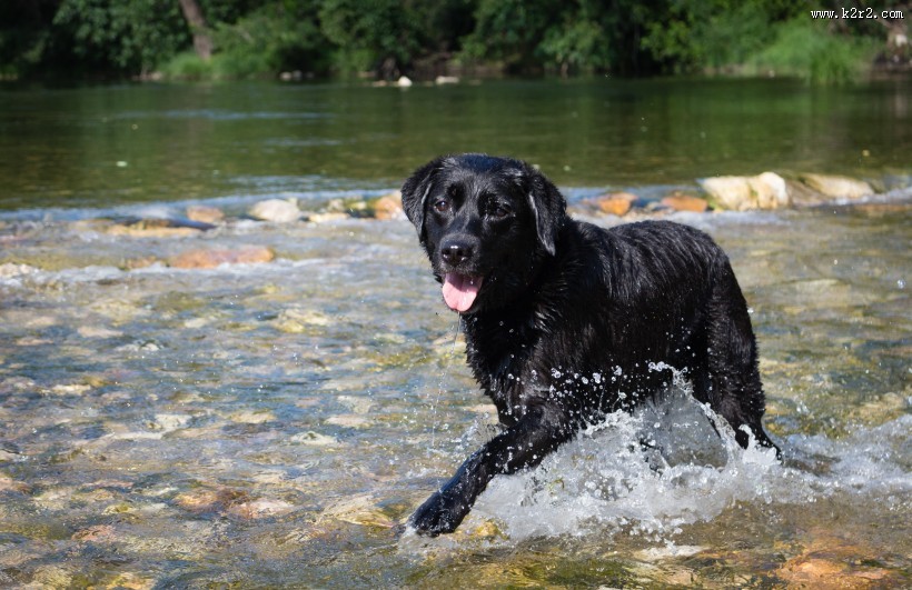 黑色的拉布拉多犬图片